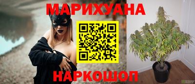 индика Кингисепп